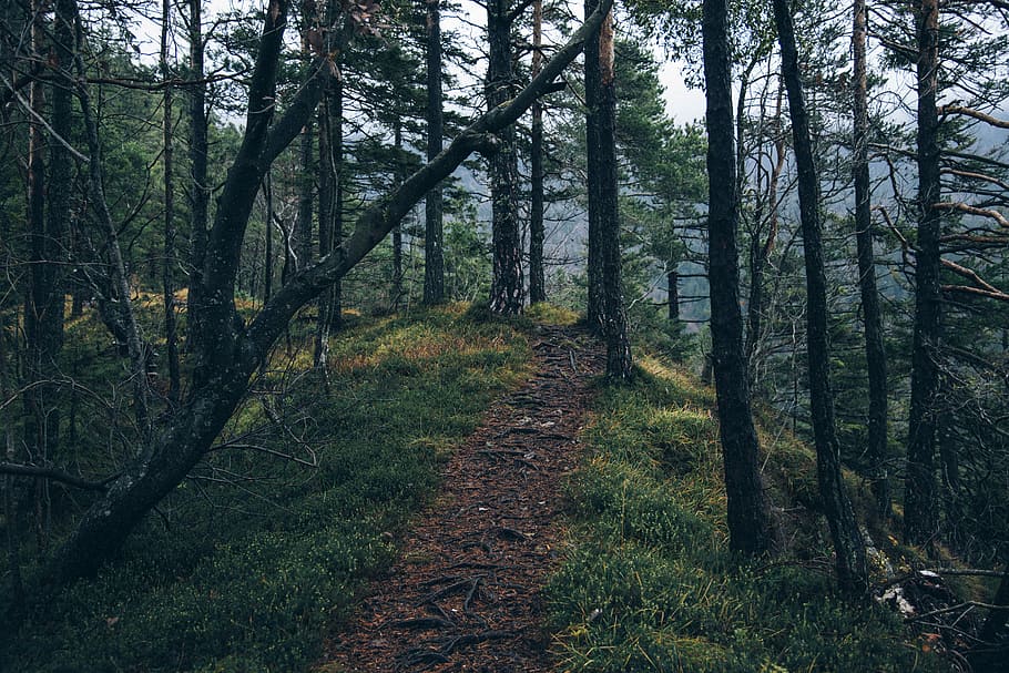 photo of soil road surrounded by trees, pathway near trees during daytime photography HD wallpaper
