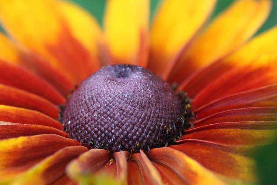 Blossom, Bloom, Yellow, Close, red, flower, petal, fragility HD wallpaper