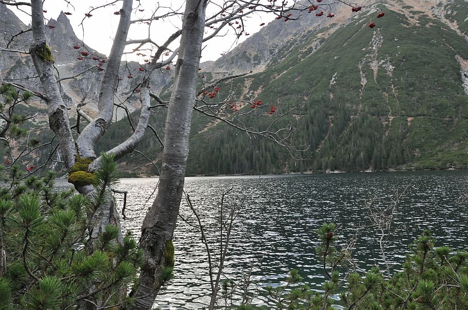 pond, mountains, tree, branches, view, vegetation, tatry, morskie oko HD wallpaper