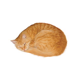 photo of sleeping orange Tabby cat, marmalade, pet, curled up HD wallpaper