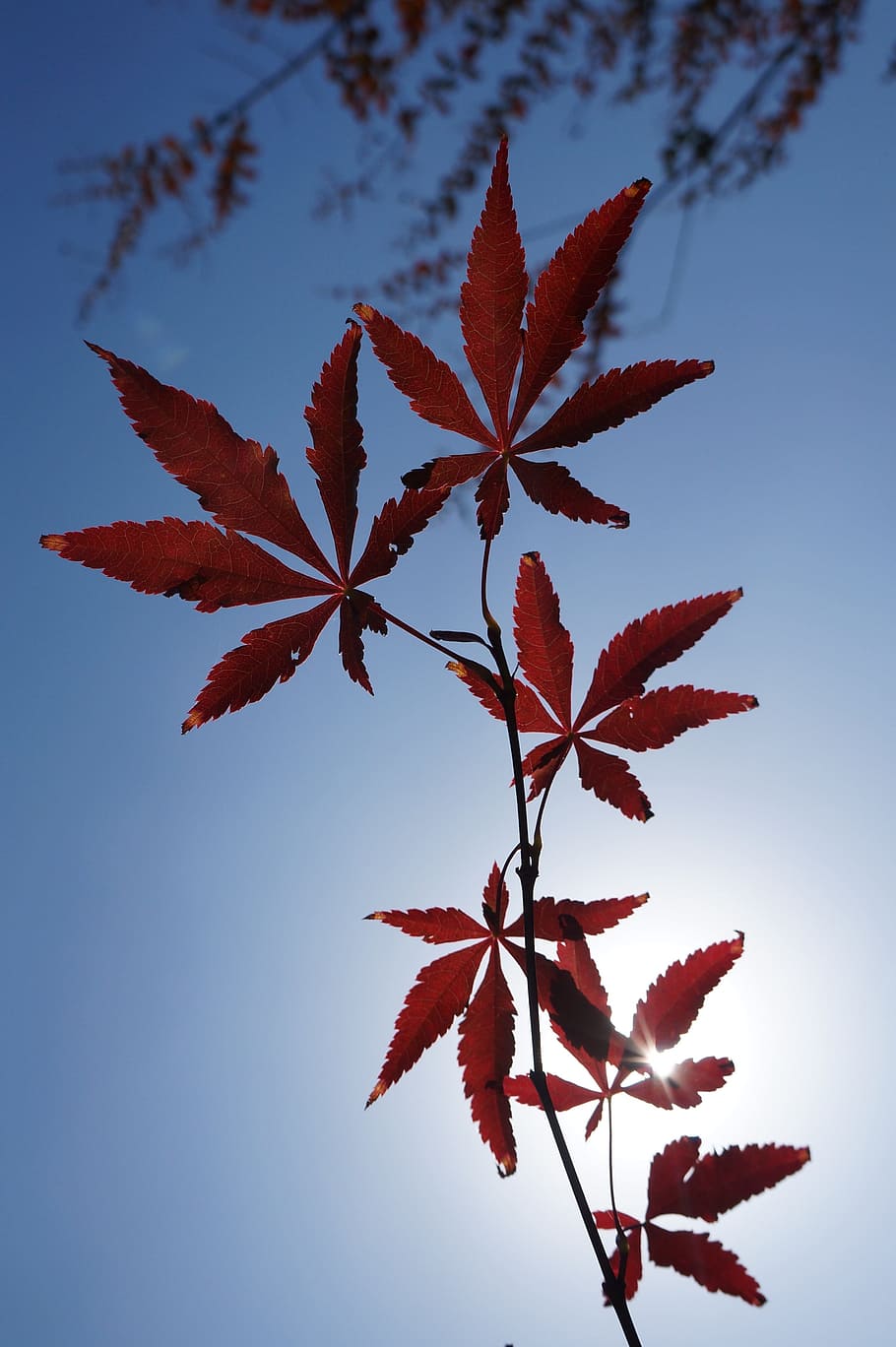 red leaves, maple, sunshine, simple, section, sky, light, leaf HD wallpaper