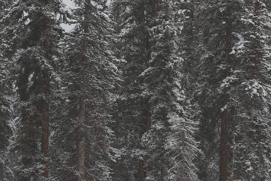 photo of snow-coated trees during daytime, green, forest, woods HD wallpaper