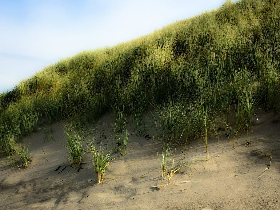 dune, water, beach, grass, dune grass, nature, plant, growth HD wallpaper