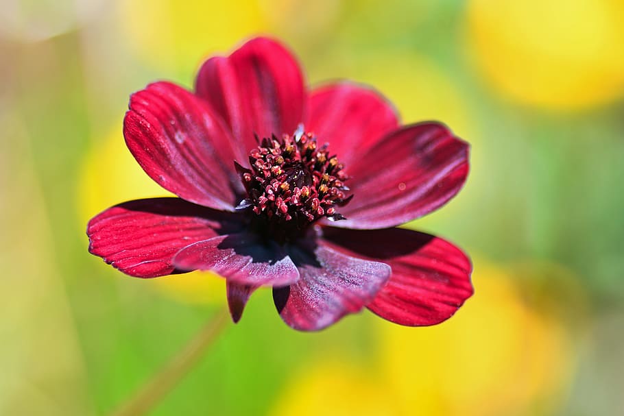 flower, red, macro, flowering plant, beauty in nature, freshness HD wallpaper
