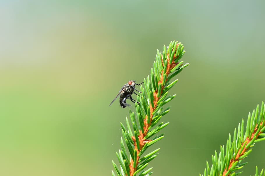 fly, tree, forest, close up, insect, invertebrate, animal themes HD wallpaper