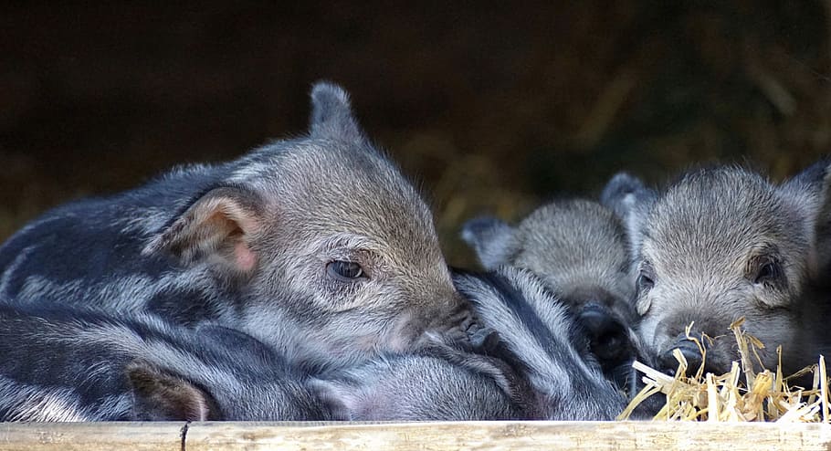 close-up photo of two black piglets, baby, launchy, cute, small