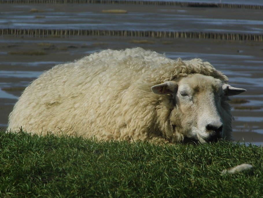 dithmarschen, sheep, dike, farm, wool, agriculture, livestock HD wallpaper