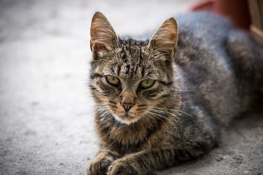 black tabby cat laying on gray pavement, animals, pet, feline HD wallpaper