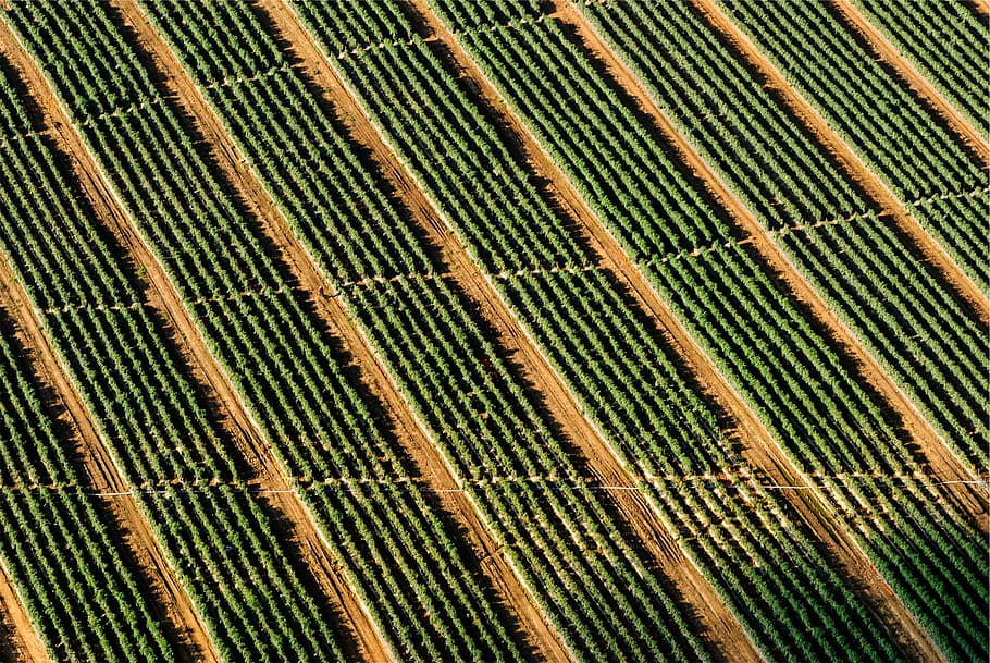 bird's-eye photography of green grass field, areal, farm, fields HD wallpaper