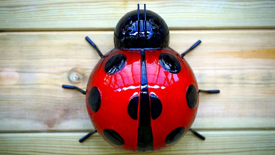 insect, red, fun, black, ladybug, ladybird, large, british HD wallpaper