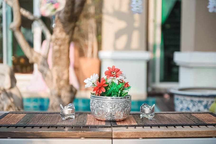 sssss, ffffff, ddaaad, plant, flowering plant, potted plant HD wallpaper