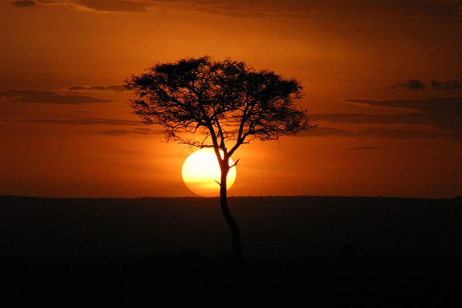 masai mara, sunset, kenya, africa, acacia, horizon, tree, orange color, HD wallpaper