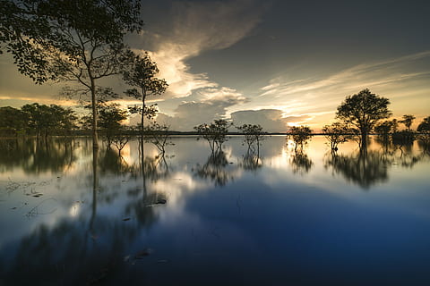 trees surrounded by body of water, sunset, outdoor, background HD wallpaper