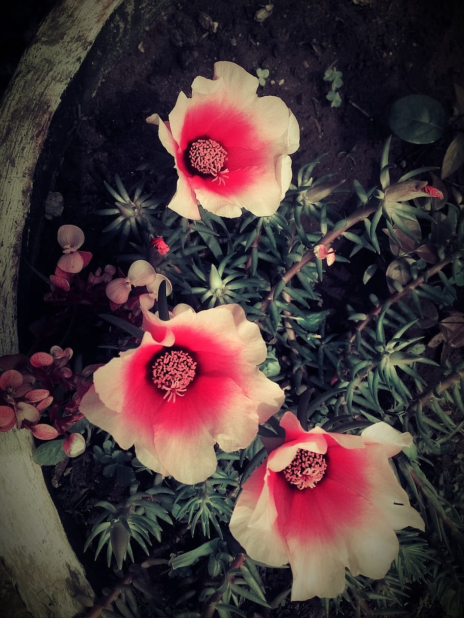 flower, spring, sweet, plant, flowering plant, growth, beauty in nature HD wallpaper