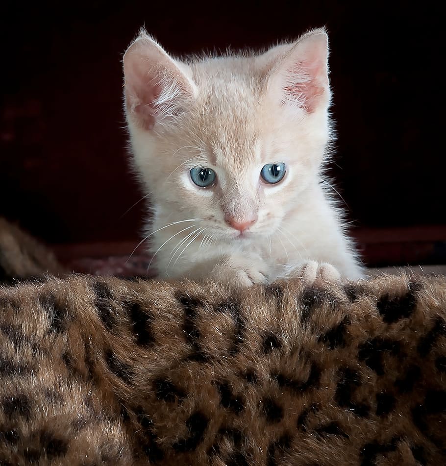 kitty, cat, kitten, pet, animal, cute, feline, domestic, young HD wallpaper