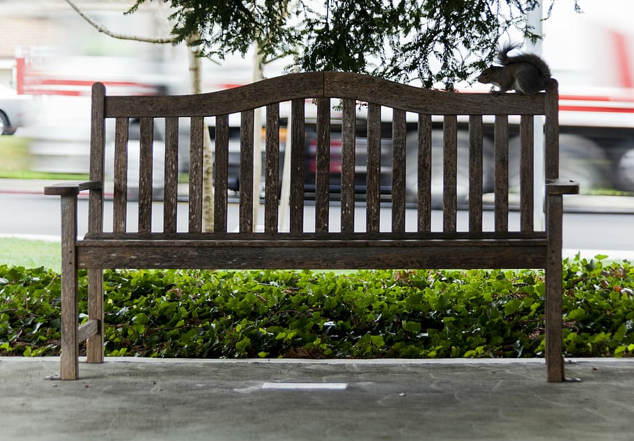 bench, squirrel, cupertino, park, wildlife, plant, day, nature HD wallpaper