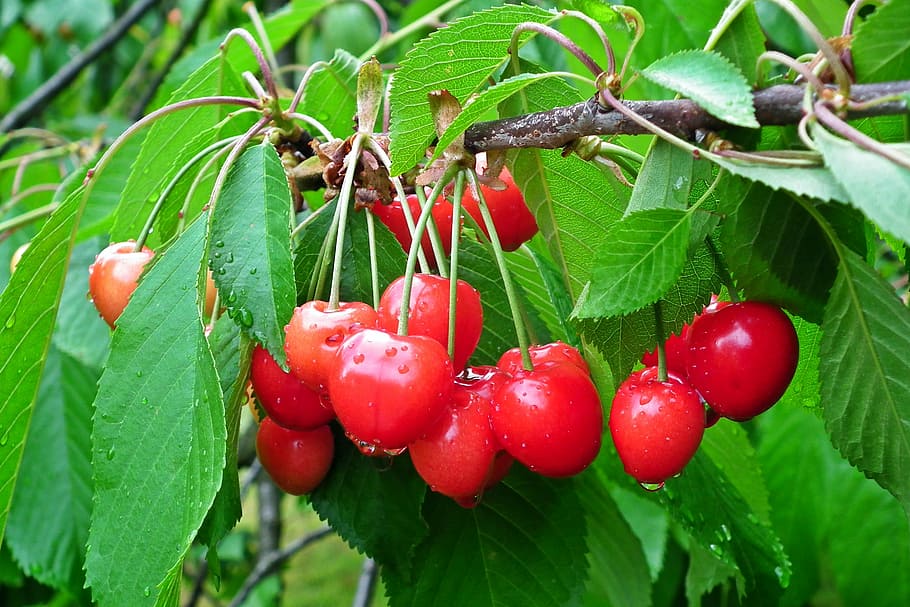 fruit, cherries, tree, sprig, spring, leaf, food and drink HD wallpaper