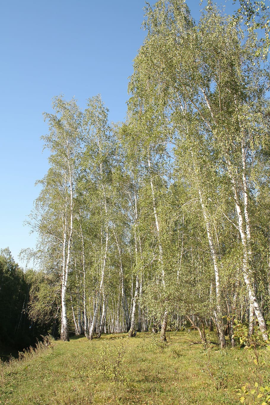 forest, birch, russia, tree, green, tree trunks, plant, growth HD wallpaper