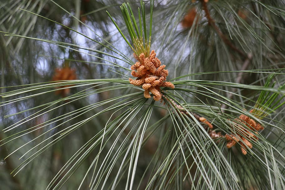 pine, tree, needles, shoots, bud, nature, close-up, plant, pine tree HD wallpaper