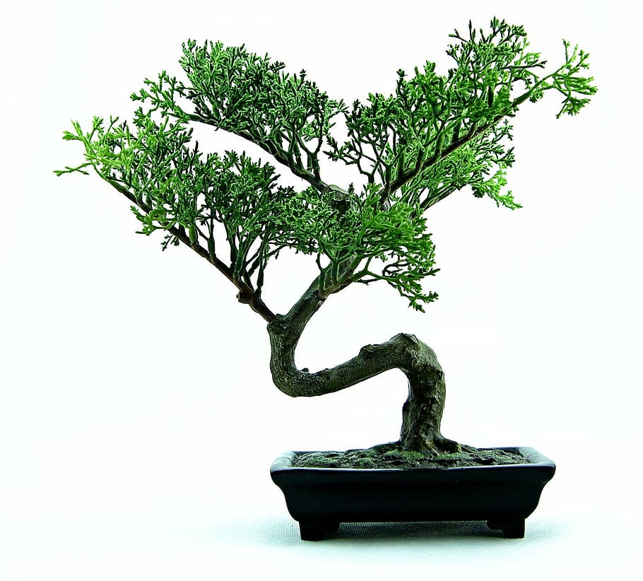 HD wallpaper: green bonsai, tree, plant, small, nature, pot