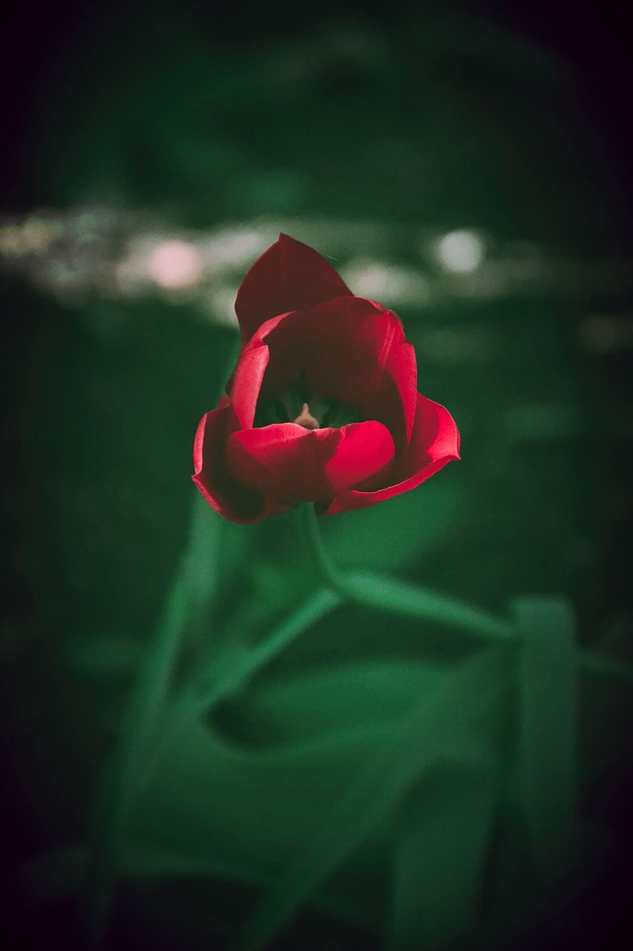 flower, red, macro, garden, flowering plant, beauty in nature HD wallpaper