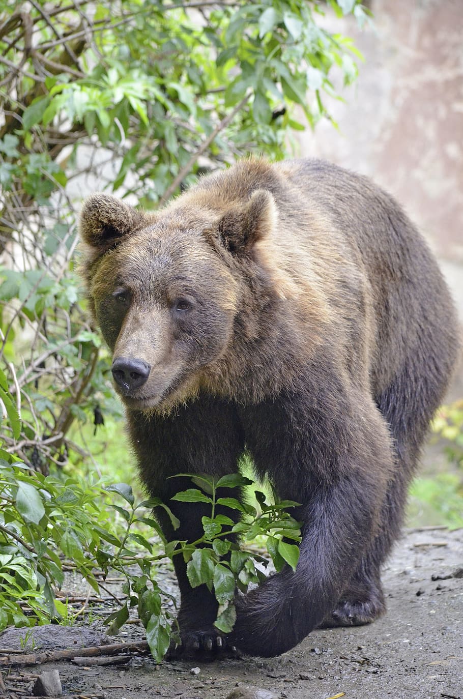 Predator, Brown, Brown, Brown Bear, Snout, dangerous, fur, bruin HD wallpaper