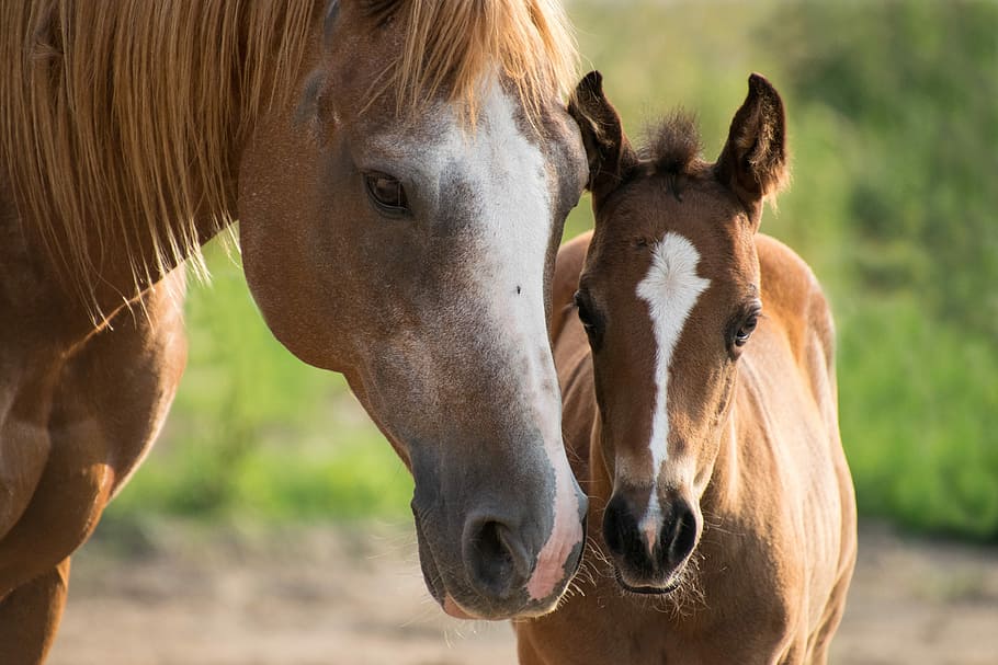 two brown horses, foal, mare, mother, paint horse, small, young, HD wallpaper