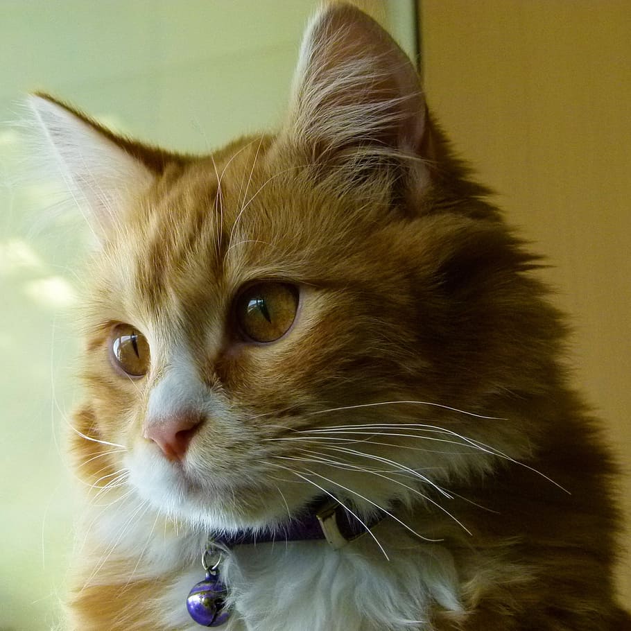 orange furred cat wearing purple bell, yellow, kitten, feline HD wallpaper