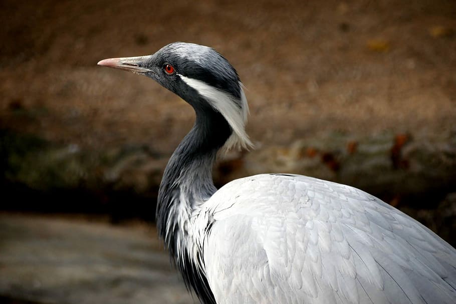 Nature, Fall, Bird, Outdoors, autumn, animal, crane, one animal HD wallpaper