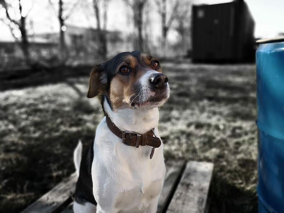 dog, cute, pet, one animal, canine, domestic, domestic animals HD wallpaper