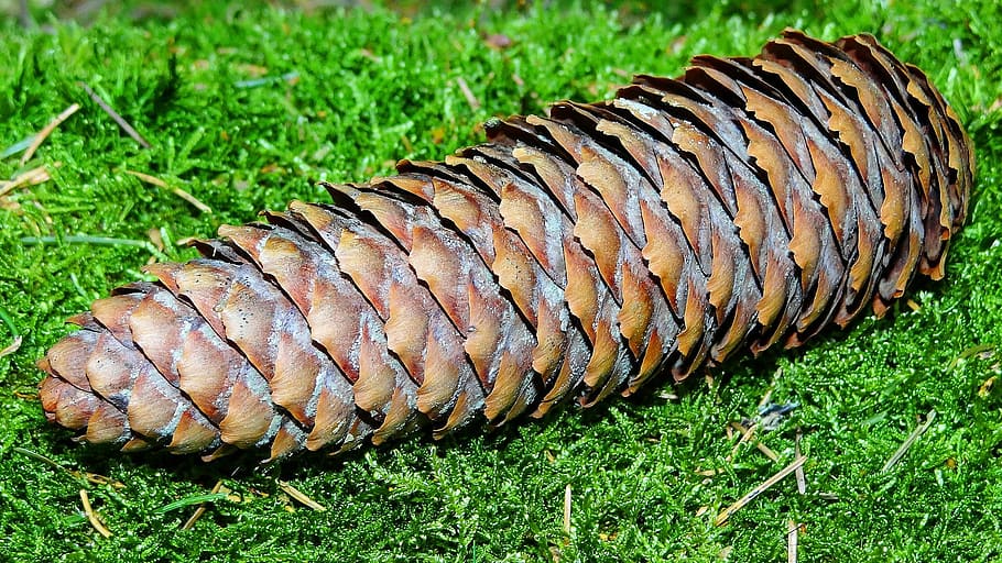 Pinecone, Forest, Wood, Foam, grass, green color, one animal HD wallpaper