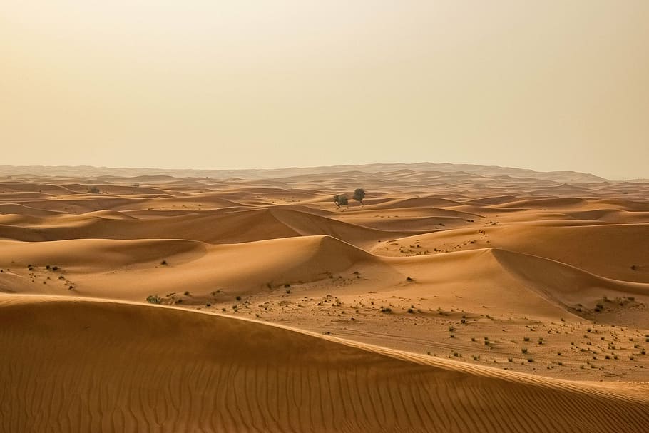 landscape photography of desert, nature, sand, dunes, plants, HD wallpaper