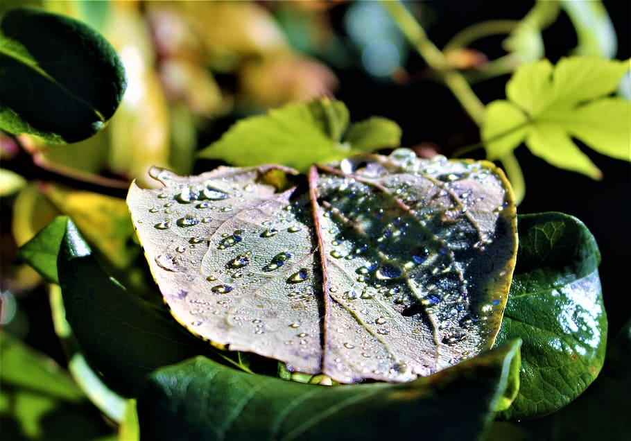 leaf, drops, raindrops, dew, plant, plants, autumn, drop of water HD wallpaper