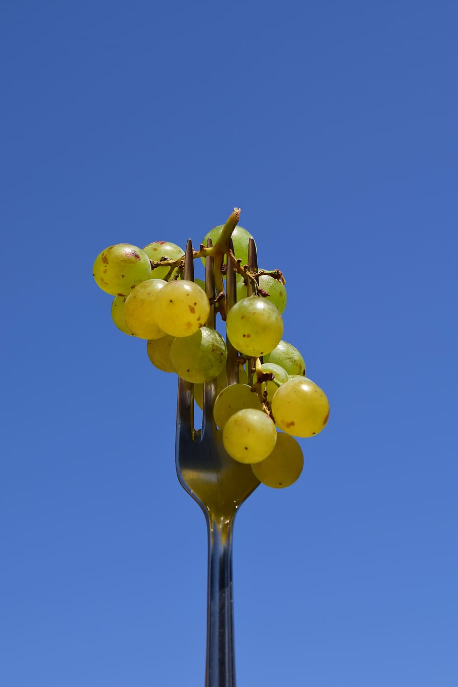 grape, fork, eat, close, metal fork, cutlery, sky, blue, clear sky HD wallpaper