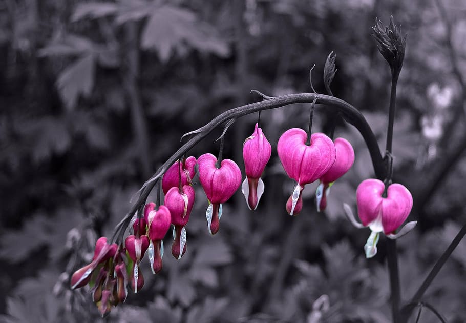 selective color photography of pink bleeding heart flower, flowers