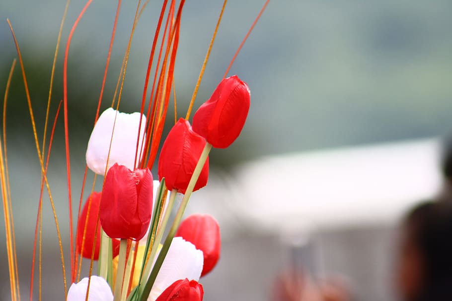 Tulip, Flower, Isolated, Spring, red, nature, floral, fresh HD wallpaper
