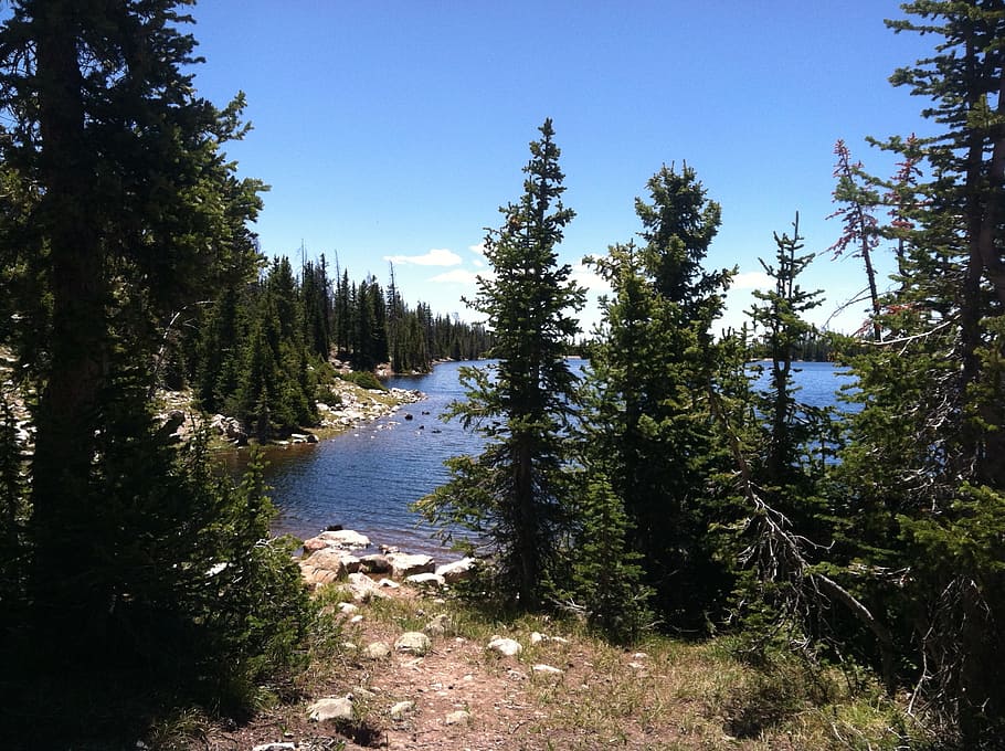 trees, lake, woods, flora, blue sky, green, leaves, leafy, plants HD wallpaper