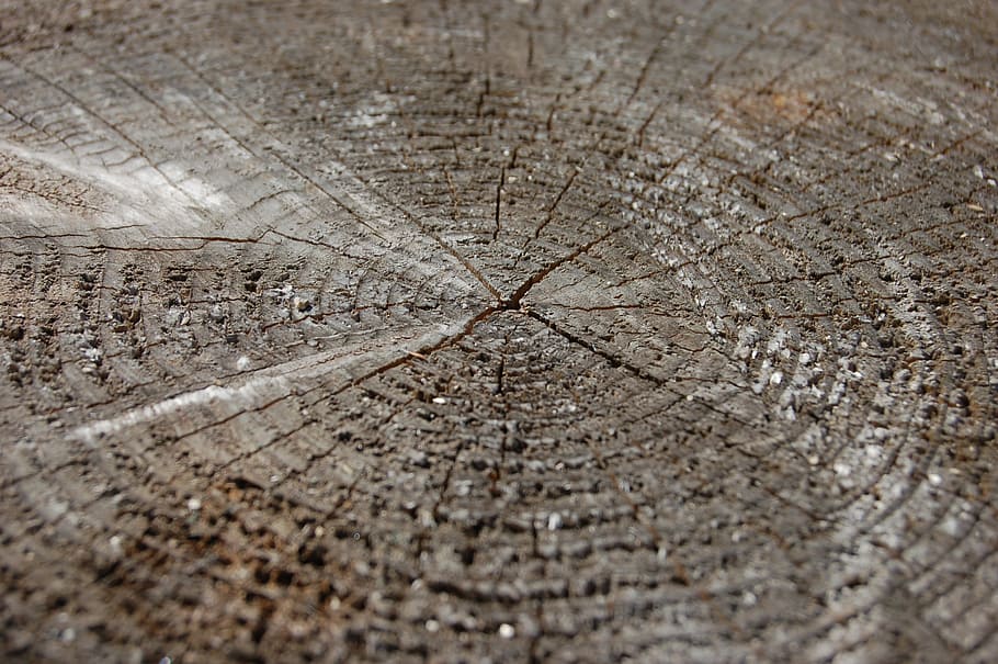 tree, saw cut, circles, old tree, felling, trees, firewood HD wallpaper
