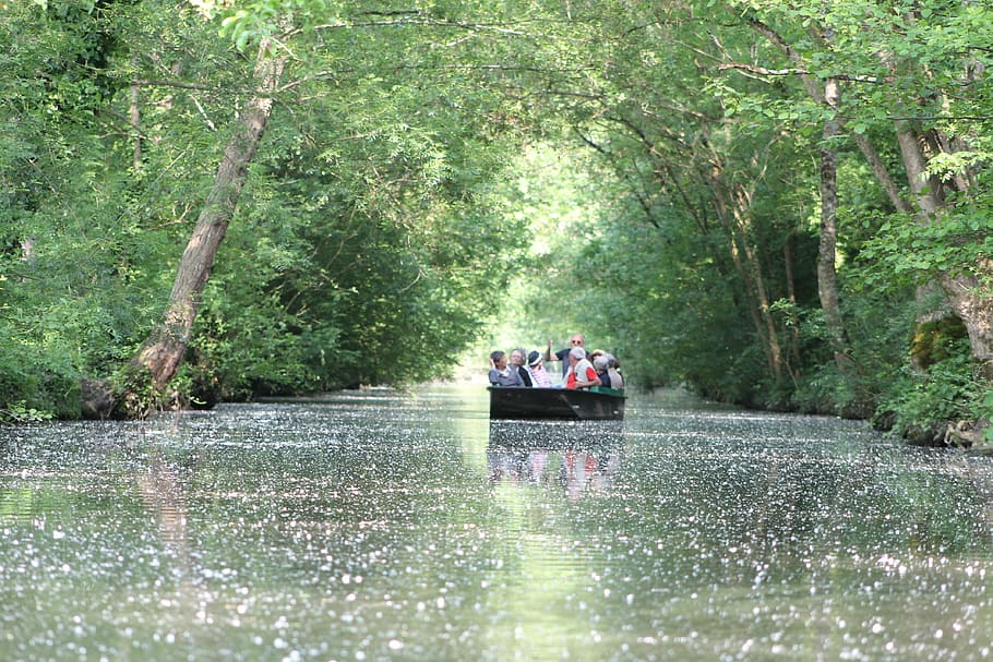 water, boat, marsh, plant, tree, transportation, nautical vessel HD wallpaper