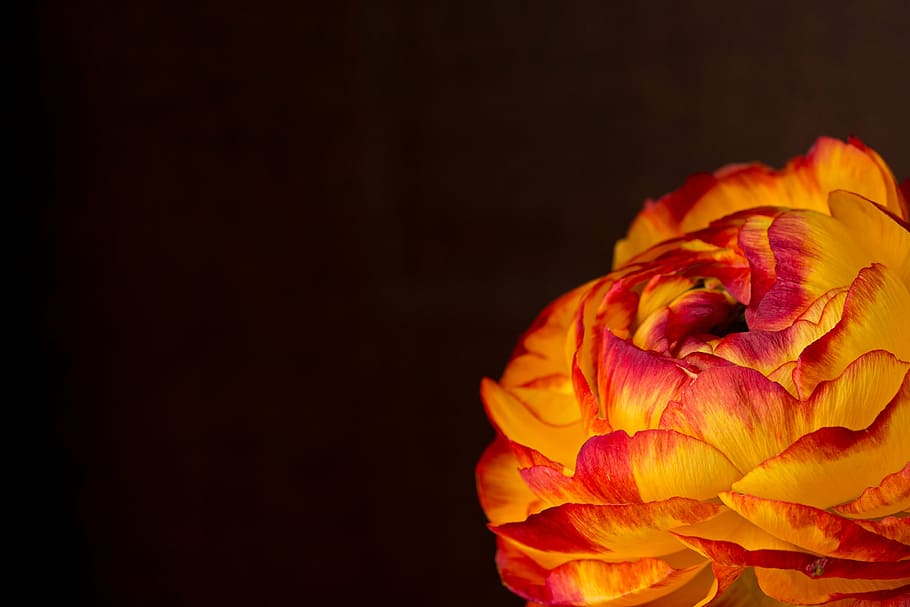 close up photo of orange ranunculus flower in bloom, blossom HD wallpaper
