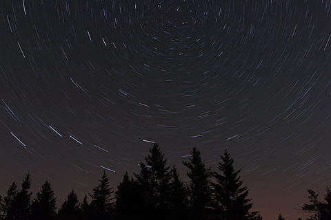 bottom view of pine trees under the gray sky, silhouette of trees under nighttime HD wallpaper