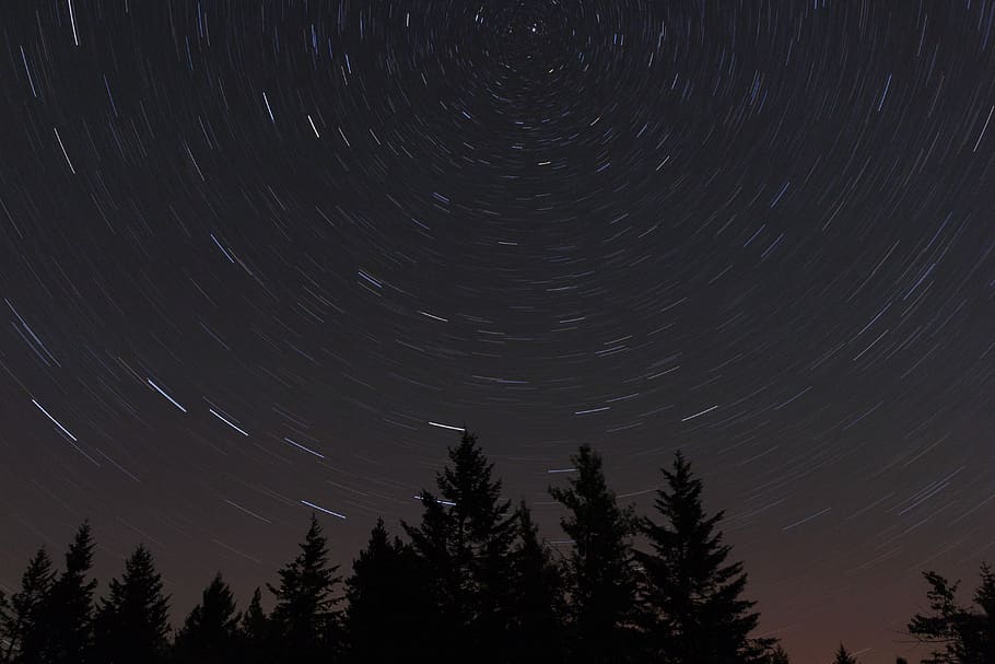 bottom view of pine trees under the gray sky, silhouette of trees under nighttime HD wallpaper