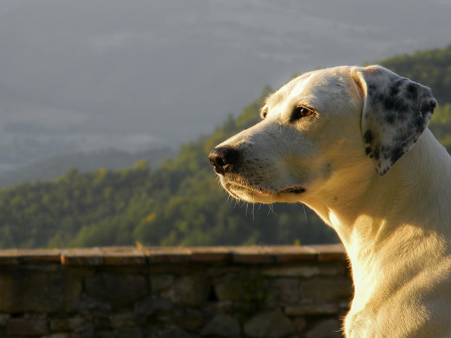 closeup photo of brown dog facing left side, animals, profile HD wallpaper