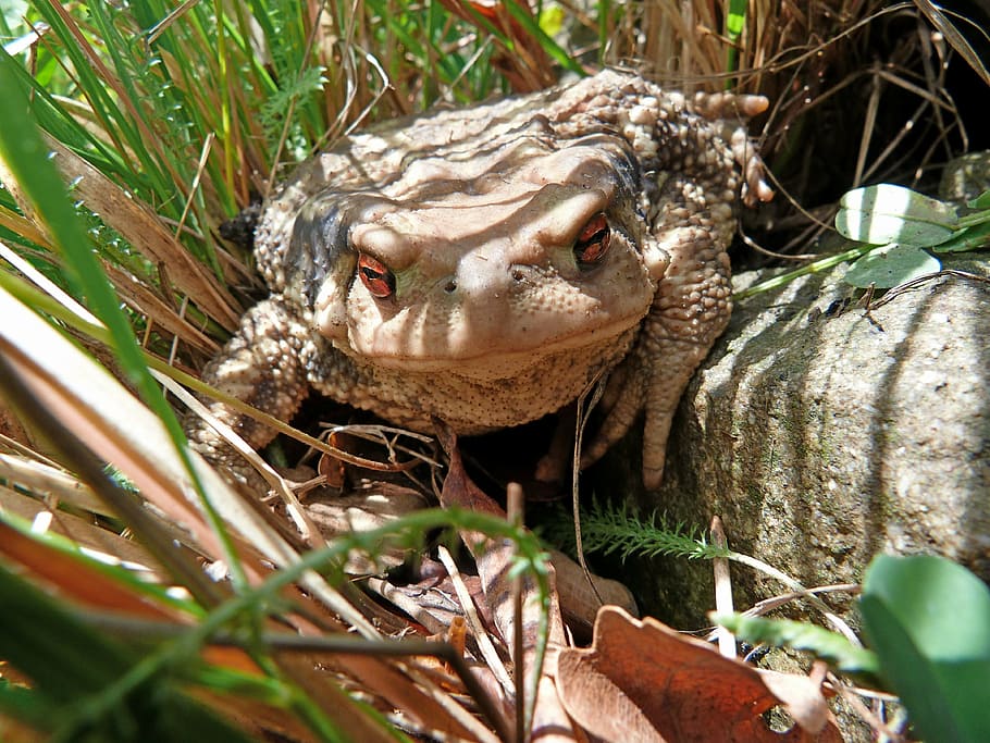 toad, bufo, animals, amphibian, nature, macro, eye, red iris HD wallpaper