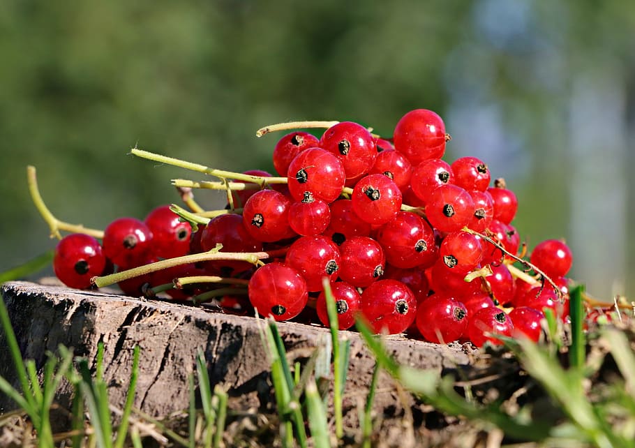 selective focus photography of bunch of fruits, currant, red HD wallpaper