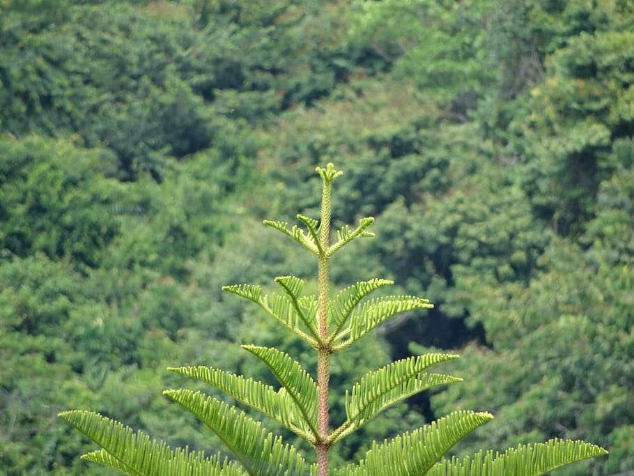 pine, jungle, vegetation, lot bourda, growth, plant, green color HD wallpaper
