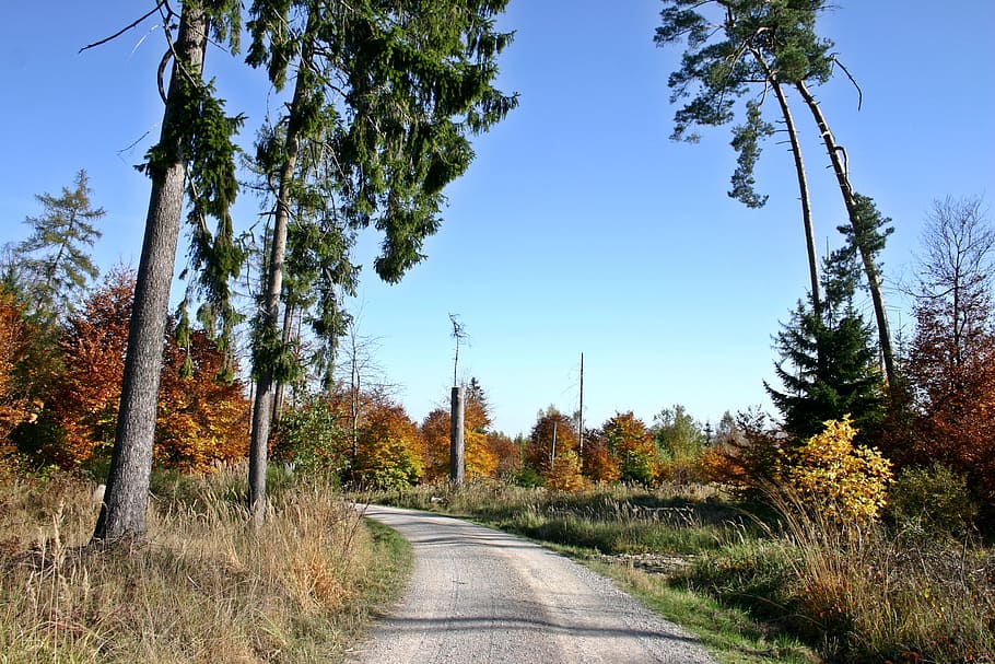 forest, forest path, nature park, schönbuch, tree, autumn, HD wallpaper