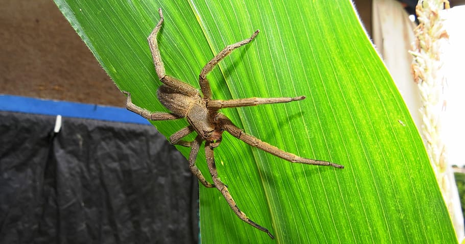 macro, insect, spider, green color, animal wildlife, animal themes HD wallpaper