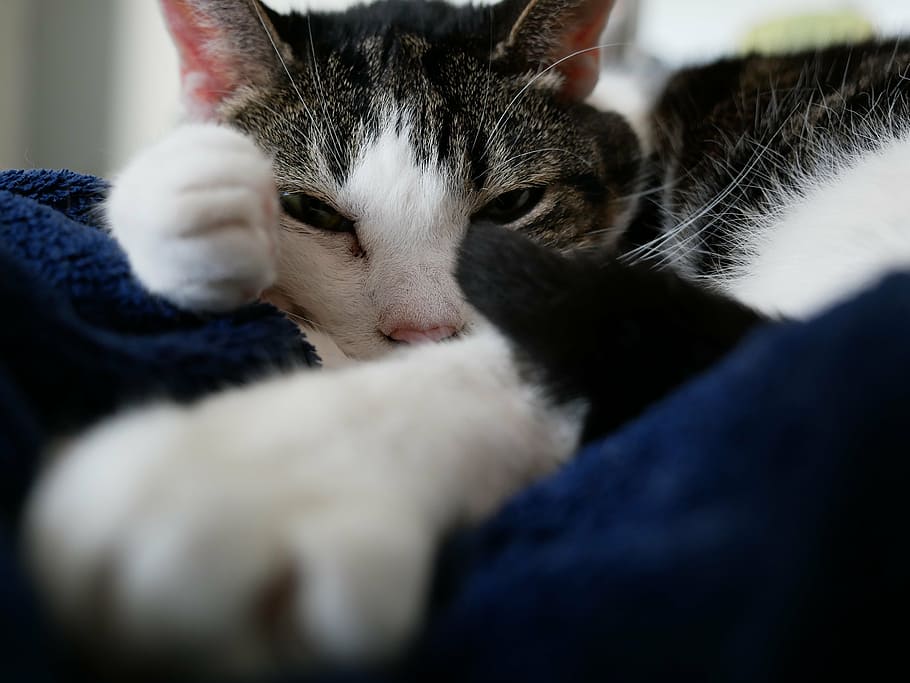 cat, relaxed, sleep, cute, domestic cat, animal, lucky cat HD wallpaper