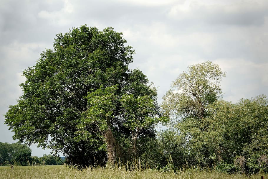 Trees, Clouds, Landscape, Nature, clouds landscape, sky, mood HD wallpaper